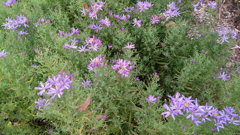 Galatella sedifolia 'Nanus'